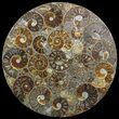 Plate Made Of Agatized Ammonite Fossils #51049-2